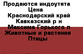 Продаются индоутята !!!  › Цена ­ 110 - Краснодарский край, Кавказский р-н, Максима Горького п. Животные и растения » Птицы   